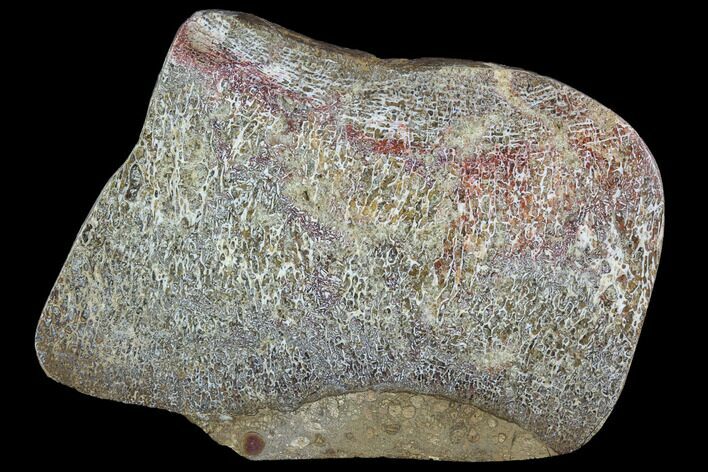Polished Iguanodon Bone Slab - Isle Of Wight #95984